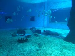 -北戴河圣蓝海洋公园