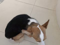 -怪兽屋·羊驼·猫咖·狗咖(俊华广场店)