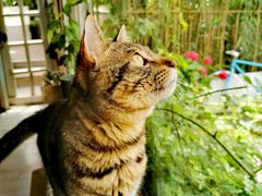 -海边的猫和咖啡馆