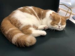 -飞行喵MR PILOT|猫舍·猫咖(静安大融城店)