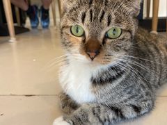 -平行世界·猫咖(首经贸店)