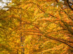 -昆山城市生态森林公园