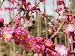 -莘庄公园