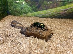 -上海大自然野生昆虫馆(东方明珠·爬宠昆虫探索中心)