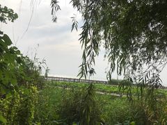 -西京湾花海