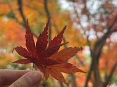 -中国茶叶博物馆(双峰馆区)