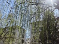 -桃花堤公园