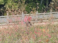 -广州市帽峰山景区
