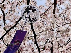 -高东镇樱花园