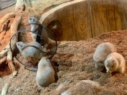 -Zoolung Zoolung动物主题公园(海信广场店)