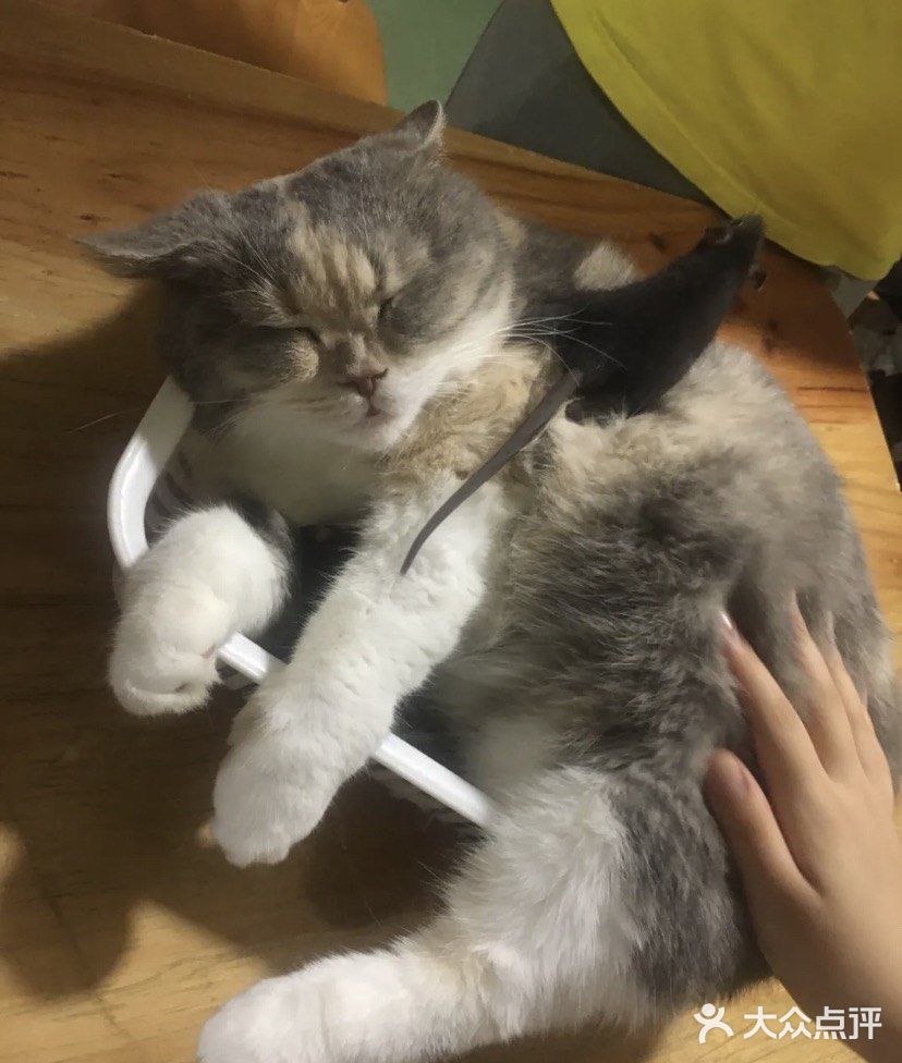 放电好去处 || 藦茜花园宠物主题体验馆