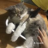 放电好去处 || 藦茜花园宠物主题体验馆