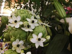 -静岸花卉园艺(三星坊店)