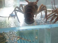 -海派悦庭·海胆烧麦·新融合菜(凯德广场店)