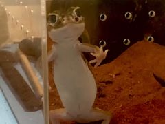 -酷以爬仙阁实体爬宠店·守宫·蜥蜴·专业繁育