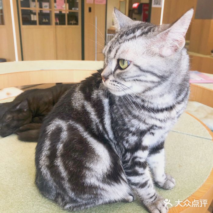 CAT’S MEWSTAR CAFE·喵星球猫屋(晴湾咖啡店)图片