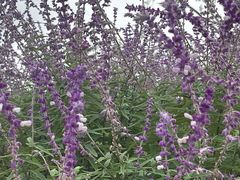 -上海植物园-4号门售票处