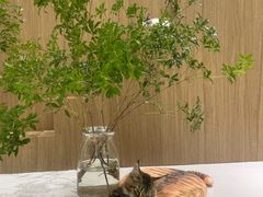 -COLOR PETS 撸猫馆·购猫·猫咖(长风大悦城店)
