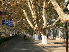 -南京维景国际大酒店(南京博物院店)