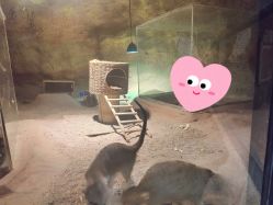 -酷嗒动物文化乐园(cutezoo西溪乐天城店)