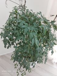 -HEYAN荷妍专业脱毛连锁机构