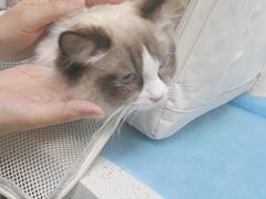 -纳吉亚猫专科动物诊疗中心(蒋宅口分院)