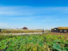 -宁波杭州湾国家湿地公园