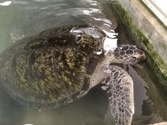 -硇洲岛旅游区