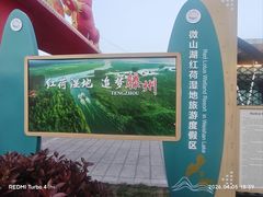 -滕州微山湖红荷湿地景区