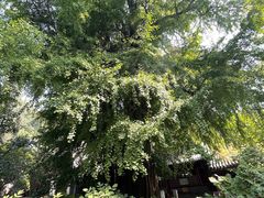 -潭柘寺景区