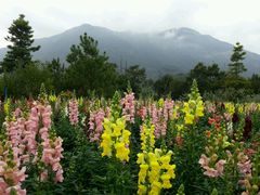 android_upload_pic-广州市流溪河国家森林公园