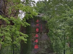 -汤旺河林海奇石景区