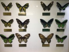 -上海昆虫博物馆