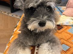 -帕帕拉兹宠物(亚洲旗舰店)