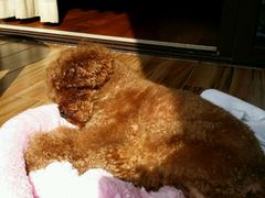 android_upload_pic-上海崇明金茂凯悦酒店