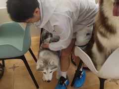 -Let's go狗咖·猫咖·奶狗·桌游(春熙路IFS店)