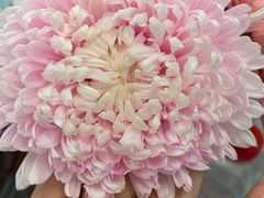 -BEAST野兽派(上海浦东嘉里城店)