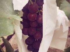 -马陆小张葡萄园农家乐