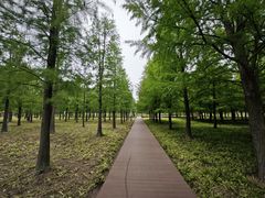 -上海滨江森林公园