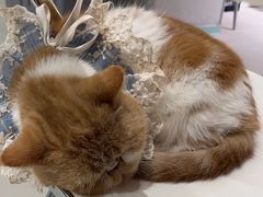 -怪兽屋·羊驼·猫咖·狗咖(俊华广场店)