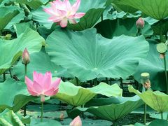 -承德避暑山庄景区