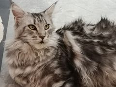 -猫小院猫主题餐厅(三里屯店)