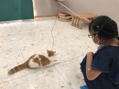 -飞行喵MR PILOT|猫舍·猫咖(静安大融城店)