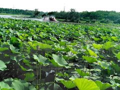 -上海海湾国家森林公园