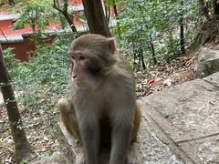 -黔灵山公园