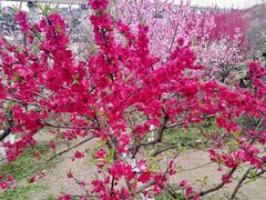 -三圣花乡旅游区