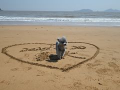 -普陀山风景名胜区-千步大沙