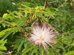 -东莞植物园