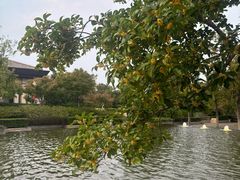 -太湖饭店玉兰厅(自助餐厅)