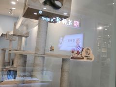 -猫冇咖·家门口的撸猫馆(大融城店)